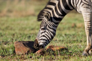 zebra eating grass