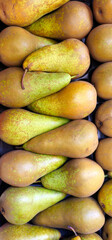 Ripe pears with green and brown skin are arranged in a symmetrical pattern; some have stems, while others lay flat, showing their textured surface;