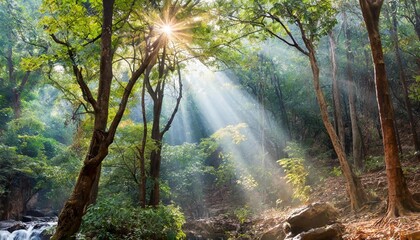 Fototapeta premium Rays of sunlight breaking through dense forest trees