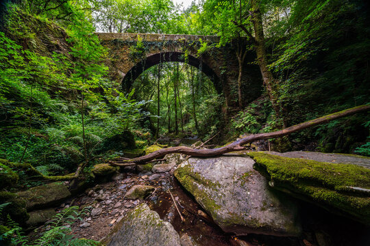 Enchanted Forest and Stone Bridge in Fragas do Eume, Galicia