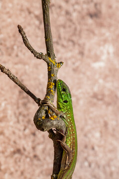Lizard under the sun