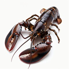 Lobster with prominent claws on a white background.