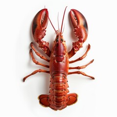Lobster displayed on a white background, showcasing its vibrant red color and claws.