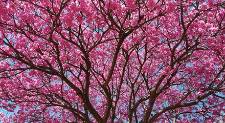 Vibrant Pink Blossoms Explode Overhead Stunning Spring Canopy. AI Generated