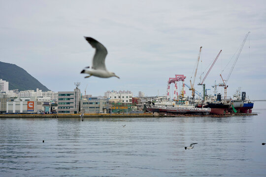 Industrial shipyard scene with seagulls and cranes on a cloudy day by the waterfront. Busan, Korea