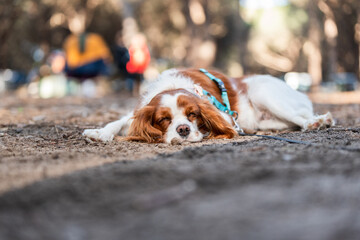 Cavalier king charles spaniel sleeping peacefully on the ground