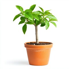 Obraz premium A small green plant with vibrant leaves in a terracotta pot against a clean white background.