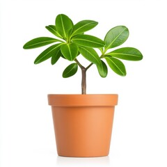 Obraz premium Small green plant in a terracotta pot against a white background. The plant has vibrant green leaves and a slender brown stem.