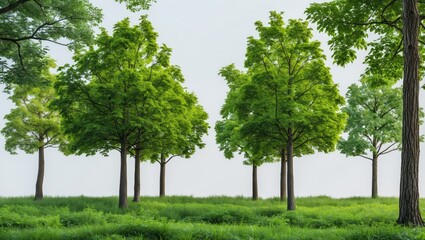 Fototapeta premium Lush green trees with vibrant foliage in a natural forest setting against a light background, featuring varied heights and scattered grass below.