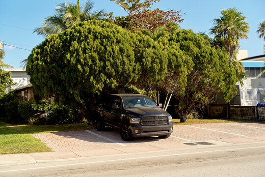 Dusty black pickup truck parked under lush green trees on a sunny day in a suburban neighborhood. Miami, Florida