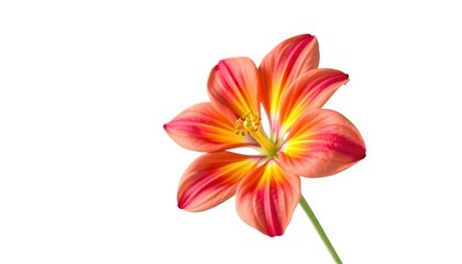 A single, vibrant bloom isolated against a pure white backdrop, texture,  petal