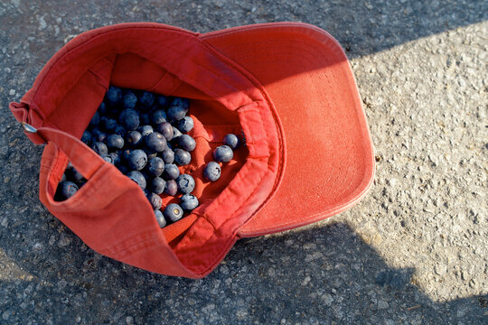 Red baseball cap on ground filled with fresh blueberries in daylight. Miami, FL, USA