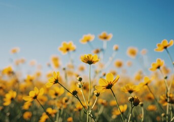 Obraz premium Vibrant yellow wildflowers bask in warm sunlight creating a cheerful summer meadow scene. AI Generated