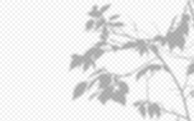 Shadow overlay from a tree branch isolated on a transparent background.