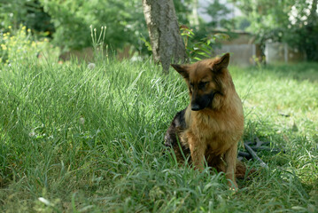 German Shepherd stray dog sitting in lush green grass under a tree on a sunny day, Tehran, Iran