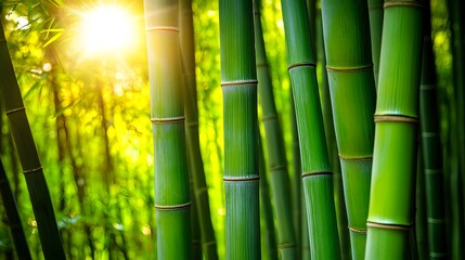 Fototapeta premium Serene Bamboo Forest Sunrise - Nature photography