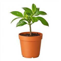Fototapeta premium Vibrant green plant with budding flower in a terracotta pot against a white background. Studio shot.
