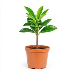 Fototapeta premium Vibrant green plant with broad leaves in a terracotta pot against a white background. Studio shot.