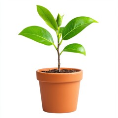 A vibrant green seedling sprouts from dark soil in a terracotta pot against a bright white background.