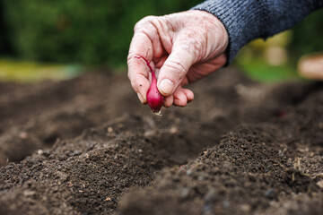 Planting red onion into organic garden. Farmer's hand holding spanish onion bulb seedling