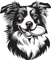 border collie dog with a frisbee