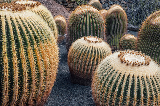 Close-Up of Cactus Spines