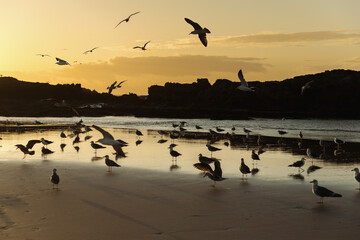Seagulls on Essaouira beach at sunset  
