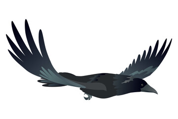 Raven. Silhouette Representing Bird Specie Captured in Moment of Flight and Resting