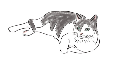 Hand drawn cat illustration with black and white fur, lying pose, sketch style digital drawing. Vector illustration
