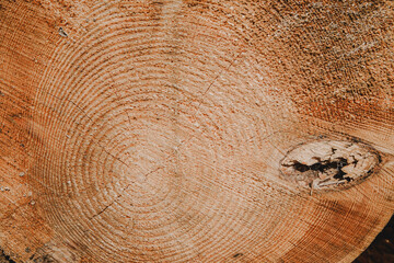 Cut surface of old wooden tree, Germany, Rödermark. Detailed warm dark brown and orange tones of a...