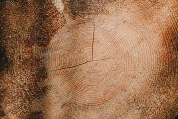 Naklejka premium Cut surface of old wooden tree, Germany, Rödermark. Detailed warm dark brown and orange tones of a felled tree trunk or stump. Rough organic texture of annual rings. 