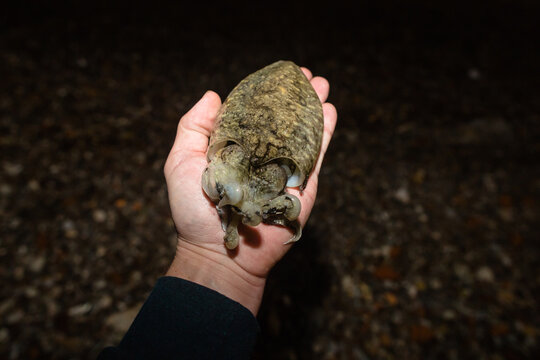 Cuttlefish on a human palm