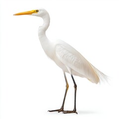 White egret standing on a white background, showcasing its elegant posture and long neck. The bird's details are sharp and clear.