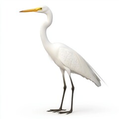 White egret standing on a white background, showcasing its elegant posture and yellow beak.