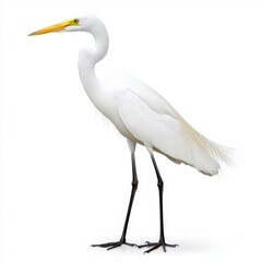 White Great Egret standing on a white background, showcasing its elegant posture and detailed plumage. The bird's long neck and slender legs are prominent.