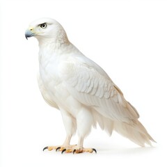 Fototapeta premium Majestic white hawk, viewed in profile against a pure white background. The bird's feathers are detailed, showing texture. The lighting is even and bright.