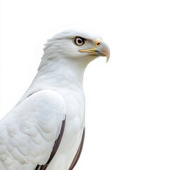 Obraz premium Close up profile view of a white eagle with dark brown wings against a white background. The eagle's sharp gaze and detailed feathers are emphasized.