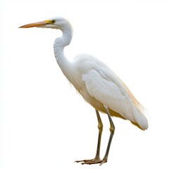 A majestic white egret stands against a white background, showcasing its elegant posture and long neck. The bird's plumage is pristine, and its slender legs are clearly visible.