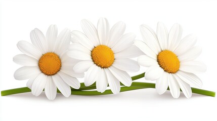 Obraz premium Three white daisies with yellow centers arranged closely, showcasing their delicate petals and vibrant colors.