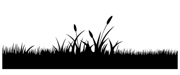 Grass silhouette. Wavy meadow with grass silhouette. Reeds, sedge, cane, meadow, bulrush, and grass on a white background.