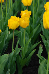 Close up of yellow tulips flowers in garden outdoor