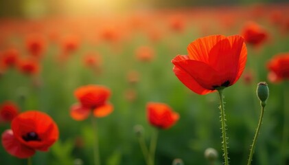 Obraz premium Single red poppy amidst lush red poppy flowers, colorful, garden