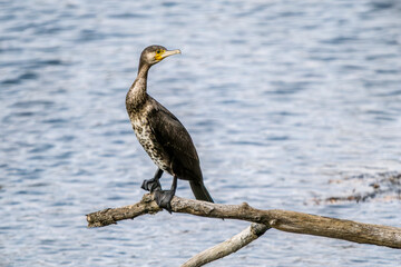Great cormorant perched on a dead branch on the banks of the Rhône river