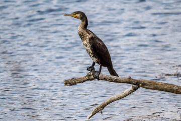 Great cormorant perched on a dead branch on the banks of the Rhône river