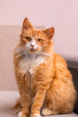 An orange and white cat sits on a couch, looking at the camera