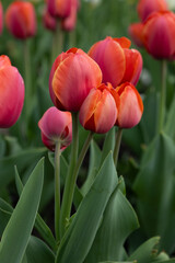 blooming red tulips flowers in garden outdoor nature