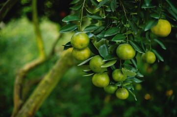 Orange garden, organic farming and sustainable vegetable and fruit growing