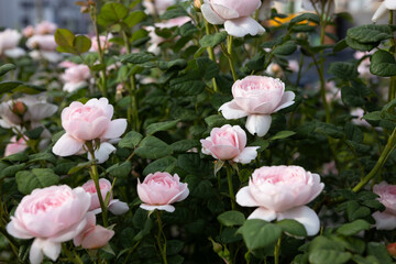 Obraz premium Close up of pink roses flowers and buds on bushes