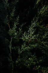 Green natural background conifer evergreen bushes juniper