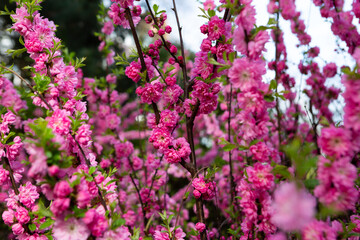 Spring blooming plant cherry flowers